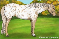 Horse Color:Palomino Appaloosa 