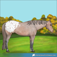 Horse Color:Bay Appaloosa 