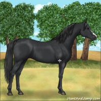 Horse Color:Black 