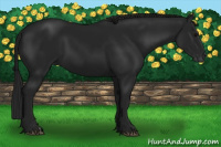 Horse Color:Gray Black 