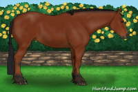 Horse Color:Gray Bay 