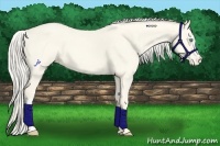 Horse Color:Cremello Dun Appaloosa 