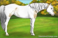 Horse Color:White Spotted Bay Ice Dun Splash Tobiano 