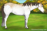 Horse Color:White Spotted Bay Splash  and White Spotted Buckskin Splash 