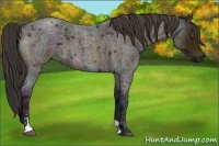 Horse Color:Midnight Buckskin Ice Roan Sabino