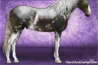 Horse Color:White Spotted Midnight Chocolate Palomino Sabino 
