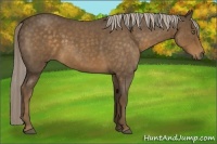 Horse Color:Chocolate Palomino Roan 