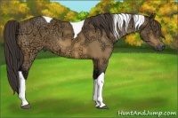 Horse Color:Buckskin Ice Tobiano