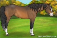 Horse Color:Buckskin Sabino Splash 