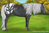 Horse Color:Silver Black Chinchilla Appaloosa 