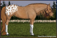 Horse Color:Chestnut Appaloosa 