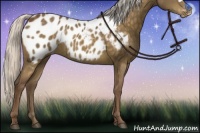Horse Color:Chocolate Silver Buckskin Appaloosa 