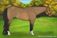 Horse Color:Bay Dun 