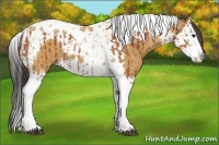 Horse Color:Bay Splash Tobiano  and Buckskin Splash Tobiano 