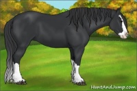 Horse Color:Black Splash 