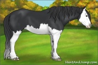 Horse Color:Black Splash