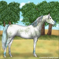 Horse Color:Watercolor Liver Red Dun Sabino Splash Rabicano