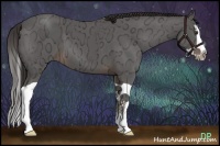 Horse Color:Liver Chestnut Ice Splash