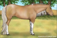 Horse Color:Silver Bay Pearl Tobiano