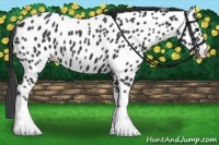 Horse Color:Black Appaloosa