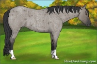 Horse Color:Grullo Roan 