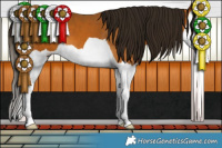 Horse Color:Gray Buckskin Splash 