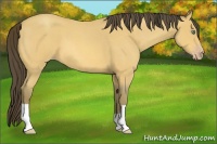 Horse Color:Amber Cream Champagne Roan