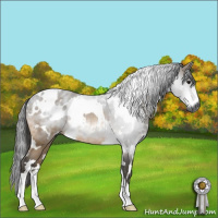 Horse Color:Gray White Spotted Buckskin Roan 