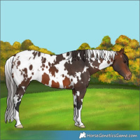 Horse Color:White Spotted Brown Blanket 