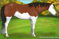 Horse Color:Gray Buckskin Splash