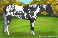 Horse Color:White Spotted Black Appaloosa
