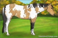 Horse Color:White Spotted Buckskin