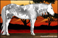Horse Color:Gray White Spotted Black Splash Varnish 