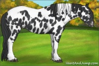 Horse Color:Black Tobiano Appaloosa 