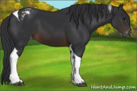 Horse Color:Brown Tobiano Blanket