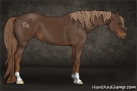 Horse Color:Liver Chestnut 