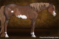Horse Color:Liver Chestnut Frame Rabicano