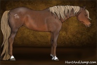 Horse Color:Liver Chestnut 