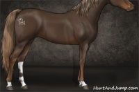 Horse Color:Liver Chestnut 