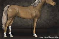 Horse Color:Chocolate Palomino 