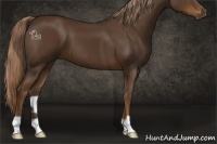 Horse Color:Liver Chestnut