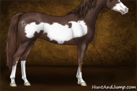 Horse Color:Liver Chestnut Frame 
