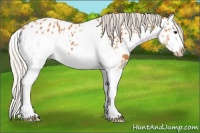 Horse Color:Silver Bay Splash Appaloosa 
