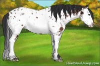 Horse Color:Bay Splash Appaloosa 