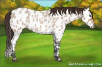 Horse Color:Bay Ice Roan Dun Splash Appaloosa