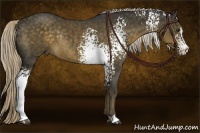 Horse Color:White Spotted Chocolate Palomino Sabino Rabicano