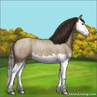 Horse Color:Classic Champagne Roan Splash