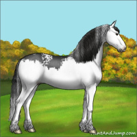 Horse Color:Gray White Spotted Black Splash 