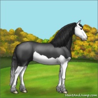 Horse Color:Black Splash 