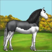 Horse Color:Black Splash